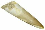 Fossil Plesiosaur (Zarafasaura) Tooth - Morocco #369968-1